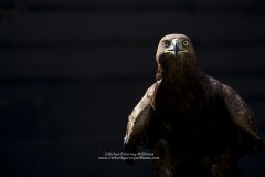 Simple portrait of golden eagle