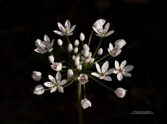 Allium flower head