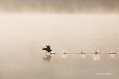 Action shot of coot running across water