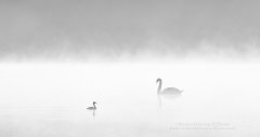 Minimalist photograph of swan and grebe