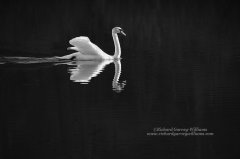 Classic photograph of a swan in profile
