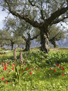 Orchids and other wild flowers in olive grove in the Greece nature environment