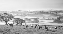 Typical Devonshire landscape