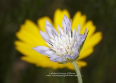 A fine art nature photograph of a Whole leaved Scabius flower