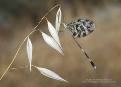 Nature through photography showing the beauty and details of insects