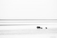 Minimalistic shot of grizzly bear and cubs on mudflats