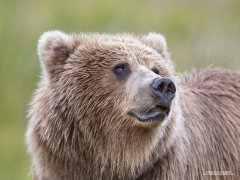 Wild grizzly bear in Alaska