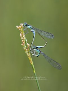 Macro photograph of mating damselflies