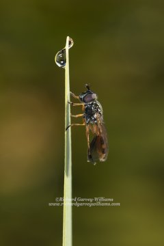 Macro wildlife photograph of a hoverfly in great detail with water droplets