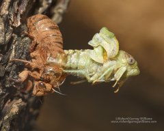 Close-up photo of Cicada emerging from shell in Greece