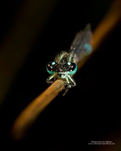 Close up photo of a damselfly