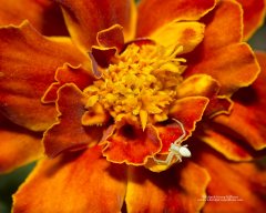 White crab spider on an orange flower