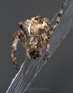Macro photograph of a garden spider