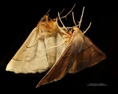 Photo of a moth and reflection