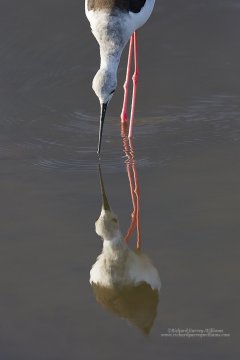 Stilt with reflection on Kenyan lake