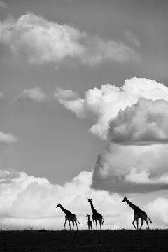 Giraffes silhouetted on horizon in Kenya
