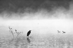 Fine art print of birdlife at dawn