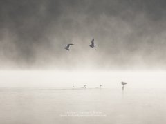 Great Crested Grebes and Black-headed gulls active on a misty lake at dawn