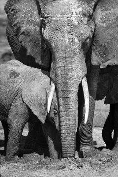 Emotive photograph of a mother elephant protecting her calf