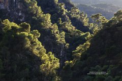 Pine trees lining the dramatic slopes of Rindomo Gorge in the Peloponnese