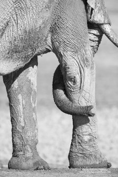 Graphic detail photograph of African elephant