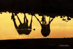 Giraffes stooping to drink in Etosha