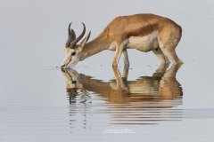 Springbok in Etosha National Park in Namibia