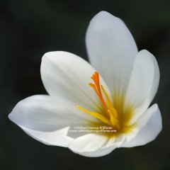 Simple beauty of an autumn crocus flower  in the garden