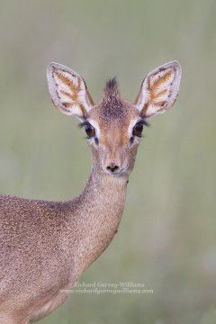 Portrait of a cute Dik-dik in Kenya