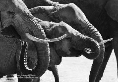 Elephants drinking in Samburu, Kenya