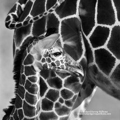 Baby reticulated giraffe at its mother's side in Samburu