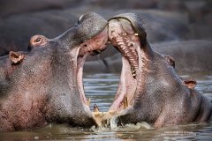 Hippos fighting in Serengeti, Tanzania