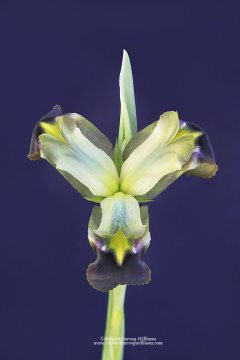 Beautiful iris flower