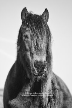Black and white portrait of a beautiful horse