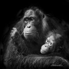 Photograph of orang-utans as endangered species