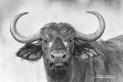 Portrait of a Cape Buffalo in black and white