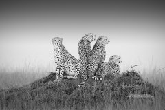 Cheetah family on anthill in Mara, Kenya