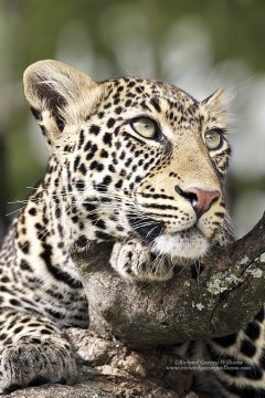 Beautiful female leopard in tree in Kenya
