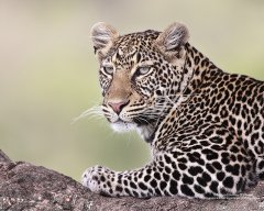 Stunning leopard portrait taken in Kenya