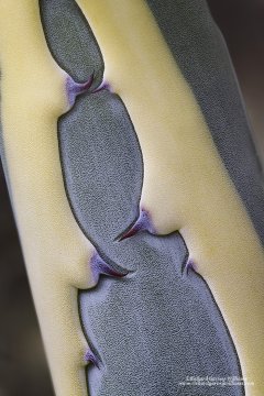 Details of an agave plant