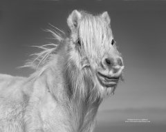 Portrait of white horse on Dartmoor