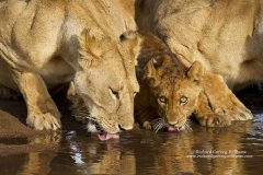 Lioness and cub drinking in Tarangire in Tanzania