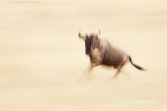 Artistic photograph of running wildebeest