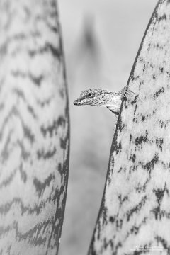 Photo of Anole lizard in Tobago