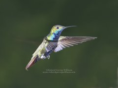 Black-throated Mango hummingbird in-flight action photograph