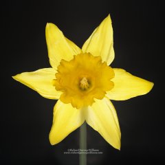 Close up of a single daffodil flower