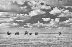African elephants in Amboseli National Park in Kenya