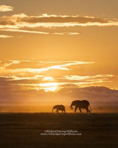 Silhouette of African elephants against rising sun