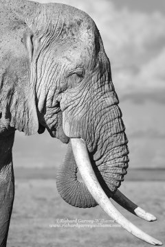 Detailed black and white portrait of African elephant
