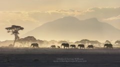 Elephants in the Amboseli Park in Kenya at dusk